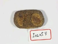 藏品(不明骨)的圖片